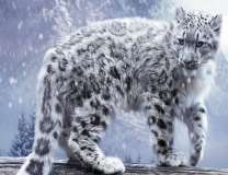 Снежный барс в горах под снегопадом