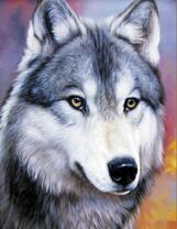 Красивый молодой волк