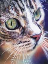 Милая мордочка кошечки