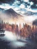 Туманный лес в горах