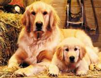 Красивый лабрадор и его щенок в хлеву