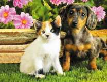 Трехцветная кошечка и щенок таксы на фоне цветов