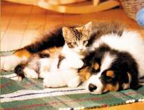 Кошечка и щеночек на коврике