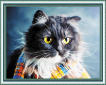 Пушистый кот в осеннем шарфике