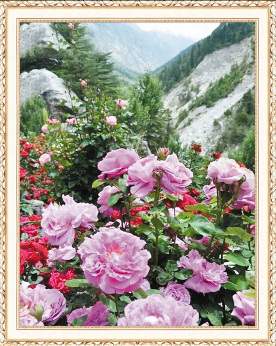 Алмазная мозаика 40x50 Цветение роз в горном ущелье