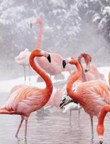 Фламинго в заснеженном озере