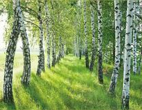 Игра солнца в березовой роще