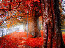 Опадающие листья в городском парке