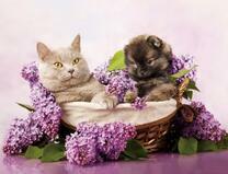 Кот и щенок среди цветов сирени