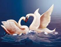 Танцы влюбленных лебедей