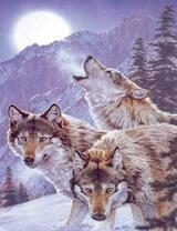 Три волка зимой воют на луну в горах