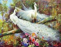 Большие белые павлины