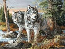 Серые волки на охоте