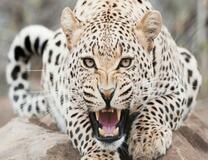 Зверский леопард