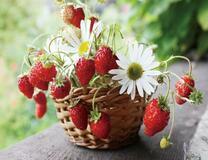 Букетик ромашек с земляникой в корзинке