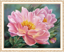 Красивый розовый пион