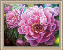 Цветущие пионы крупным планом