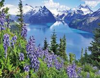 Цветочная поляна на фоне Альпийских гор