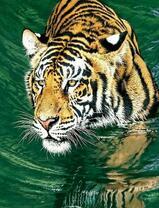 Большой тигр переходит реку