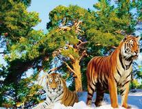 Амурские тигры в заснеженном лесу