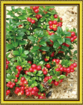 Куст брусники