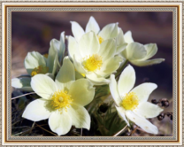 Нежные белые цветочки