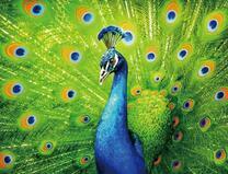 Королевский павлин