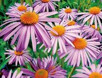 Фиолетовые хризантемы на клумбе