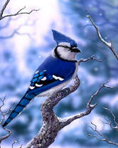 Синий кардинал на веточке дерева