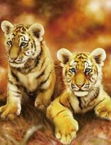 Пара тигрят в сухой траве