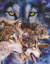 Стая больших и грозных волков на охоте