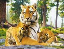 Тигрица и её крошки