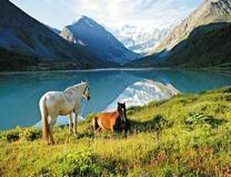 Лошади на отдыхе у горного озера