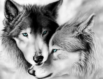 Серый волк и волчица