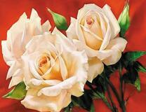 Три красивые розы и незрелые бутоны