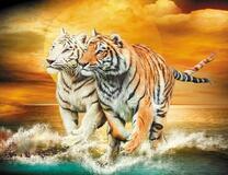 Влюбленные тигры на берегу моря