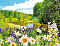 Поляна цветов у реки