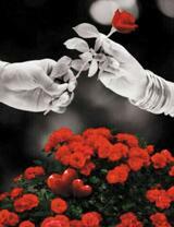 Красная роза в подарок