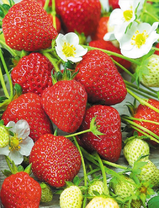 Сочная клубничка на огороде