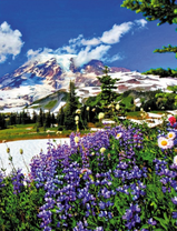 Поляна луговых цветов с видом на заснеженную гору