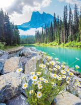 Ромашки среди камней у реки