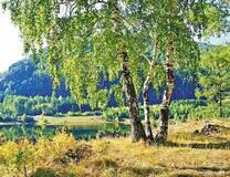 Береза на берегу реки