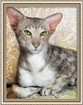 Абиссинская зеленоглазая кошка