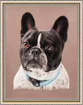 Французский бульдог в голубом ошейнике