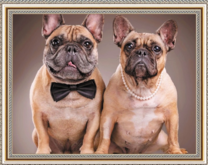 Милая пара бульдогов