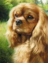 Щенок пекинеса на летнем лугу