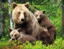Медведица с медвежатами в летнем лесу