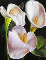 Три нежных каллы