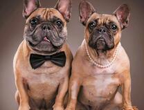 Милая семья бульдогов