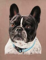 Черно-белый французский бульдог